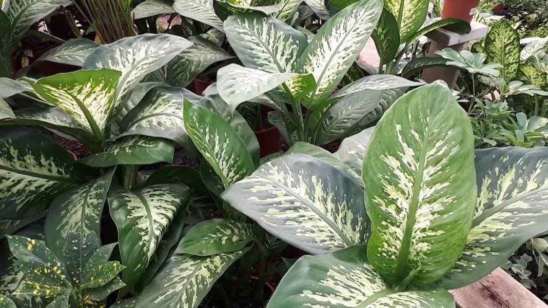 dumb cane plant