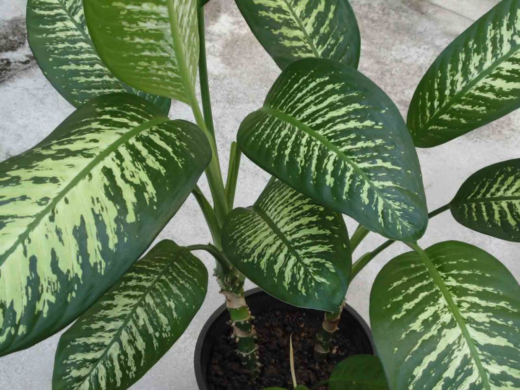 dumb cane