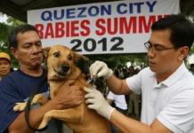 Quezon City rabies summit 2012 quezon city rabies summit