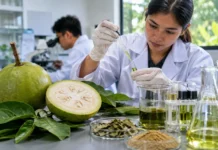 calabash contains active ingredients potential