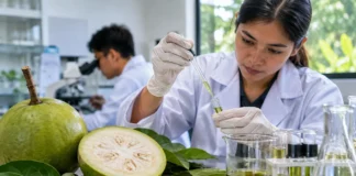 calabash contains active ingredients potential